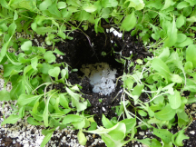 eggshells in the planting hole