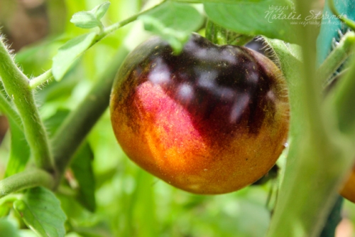 Indigo Rose tomato